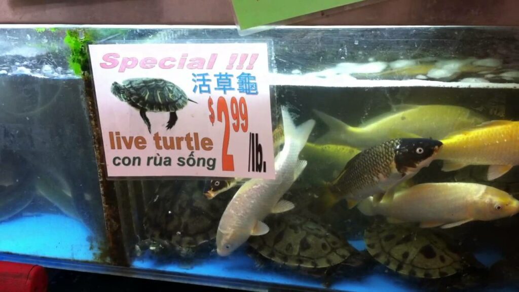 Can I return a fish to PetSmart?