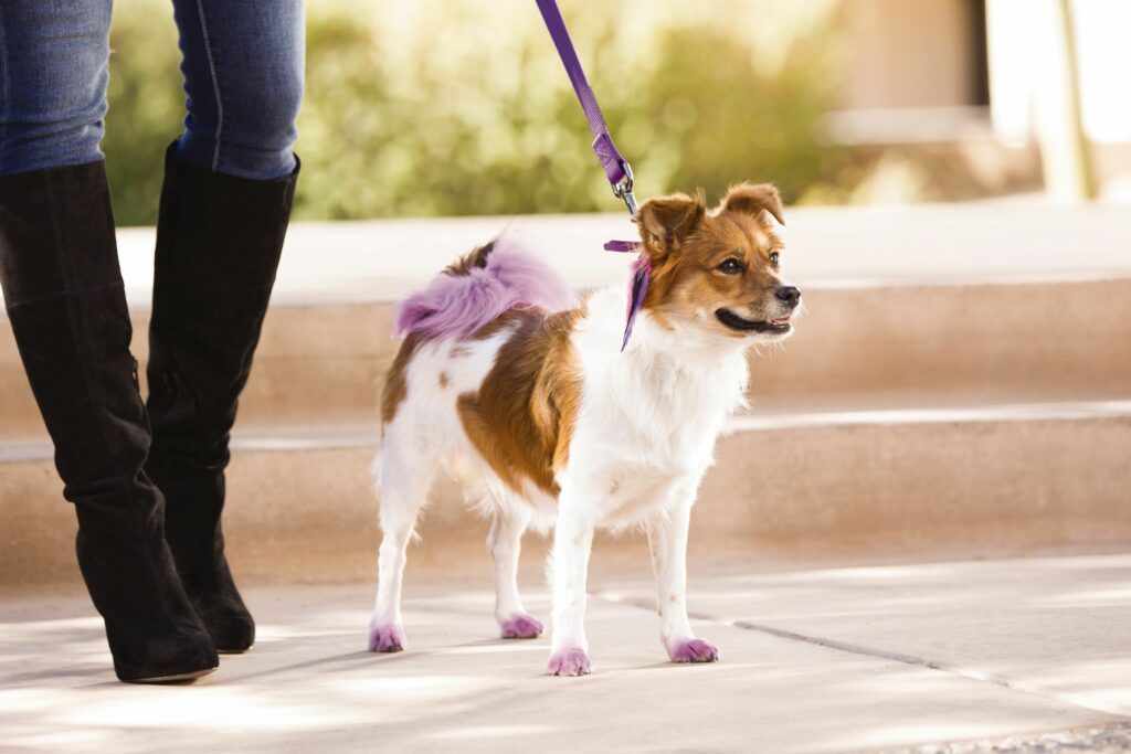 How much does it cost to bathe a dog at PetSmart?