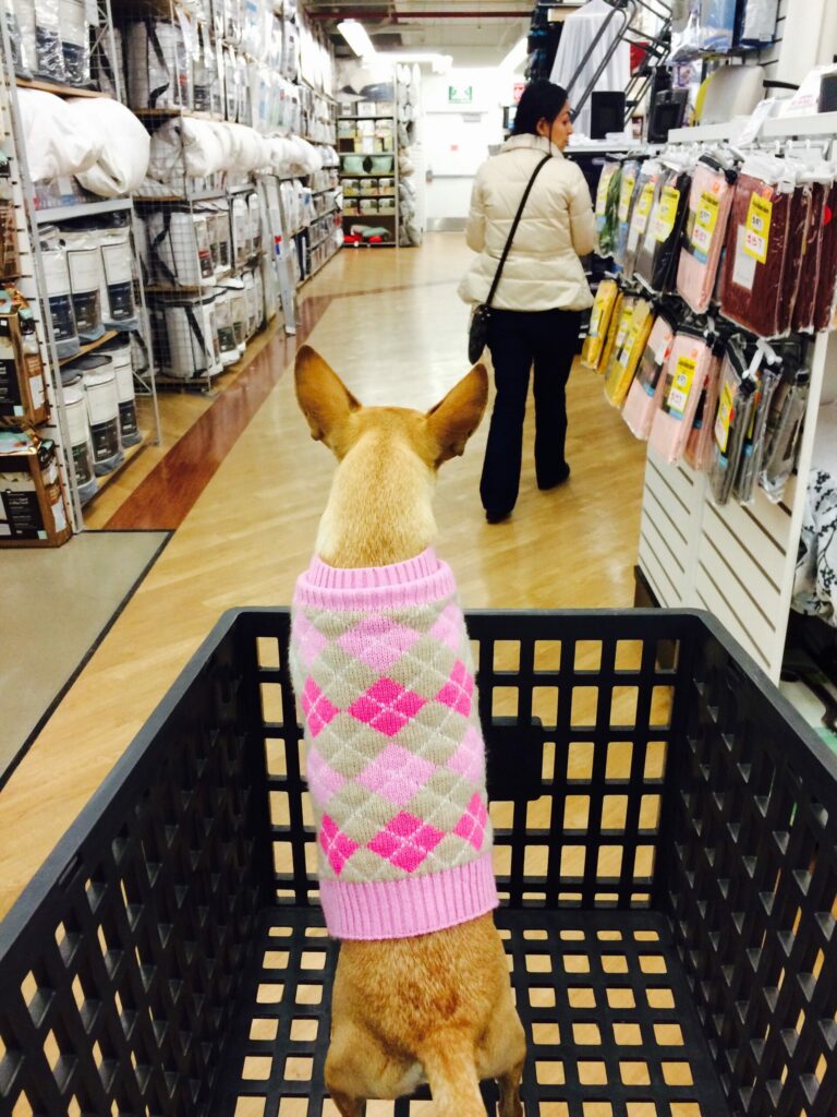 canelita-a-chihuahua-dog-accompanying-owners-while-doing-errands-and-shopping -  does nordstrom allow dogs