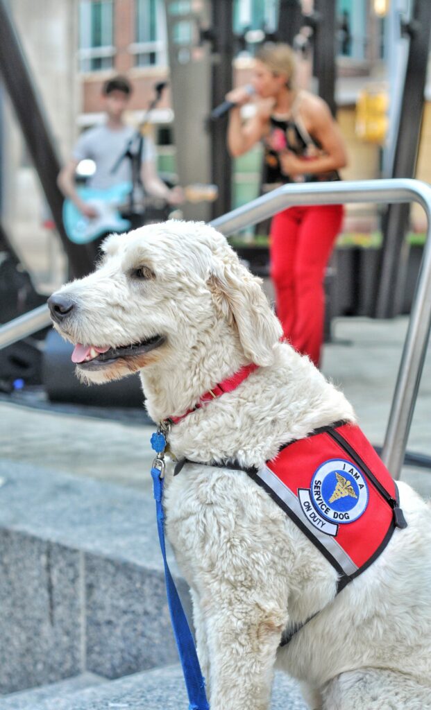 service-dog-at-local-outdoor-summer-concert-serves-and-protects-nominated_t20_097Jpv