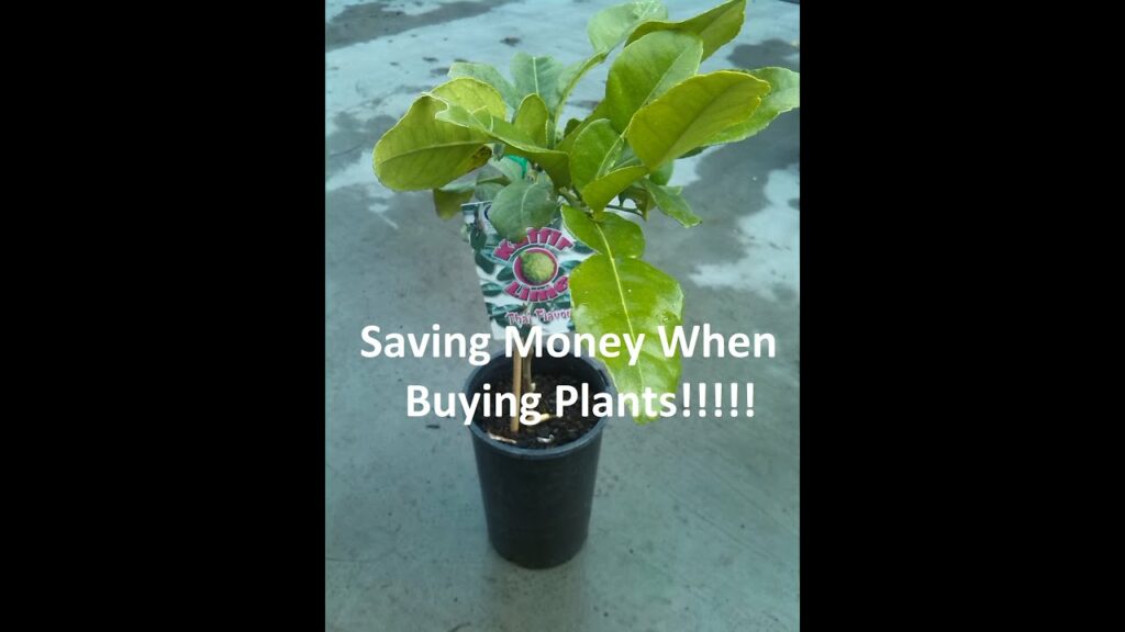 How can I save money on buying plants?