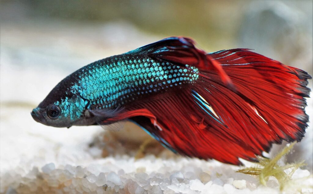 How long do betta fishes live?