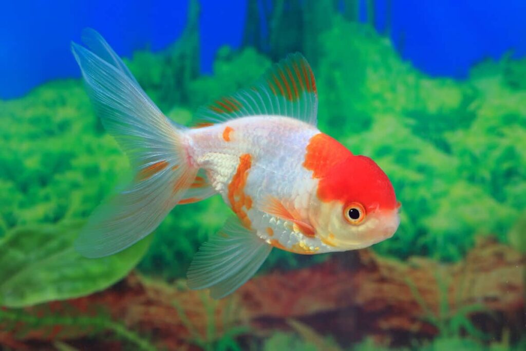 How long does a goldfish live?