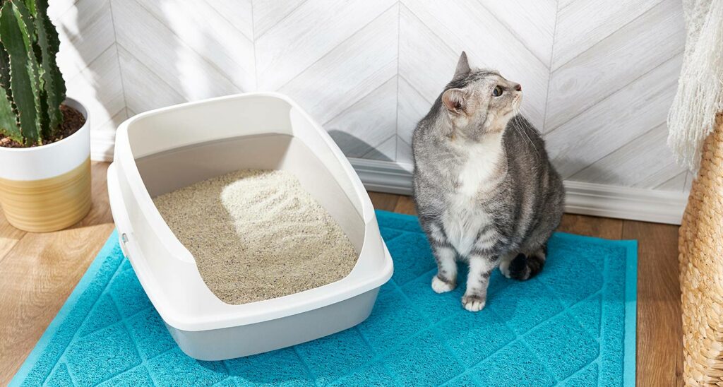 How long should a box of cat litter last?