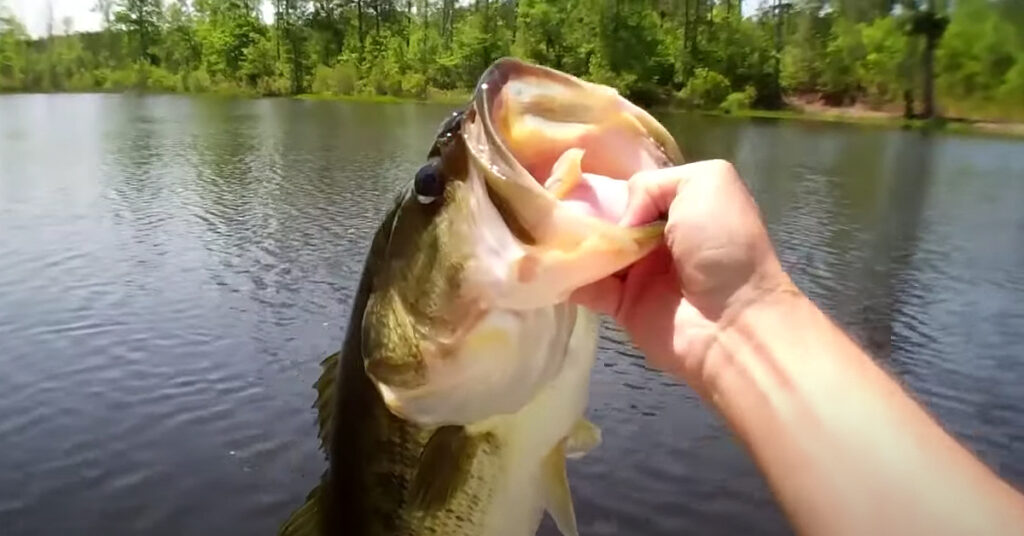 How many rods can you fish with in Tennessee?