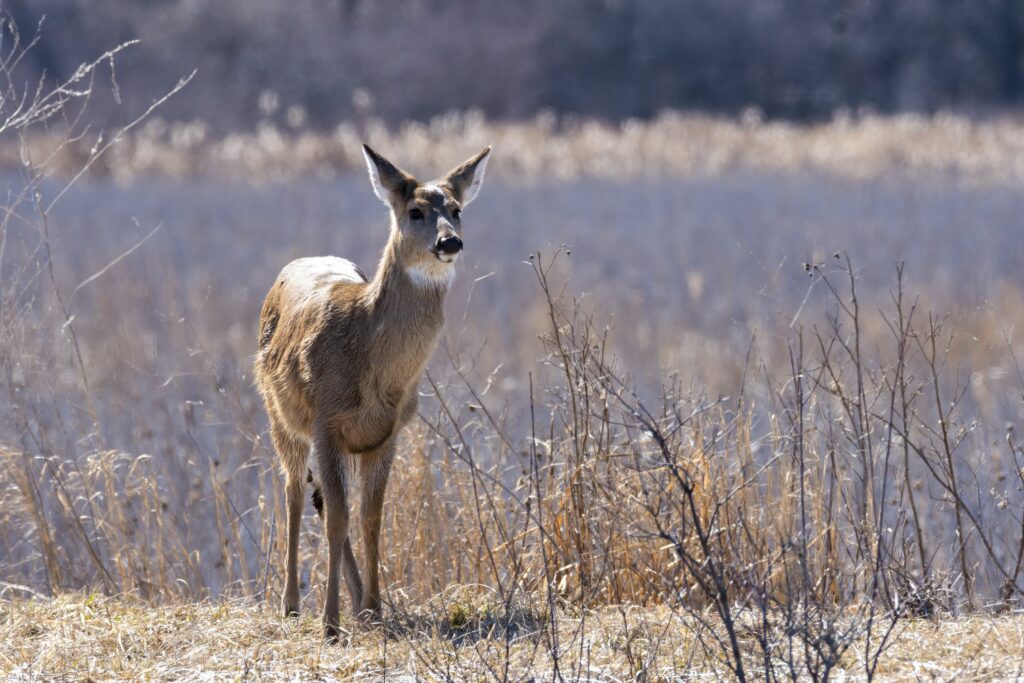 What do u need to get a hunting license in PA?