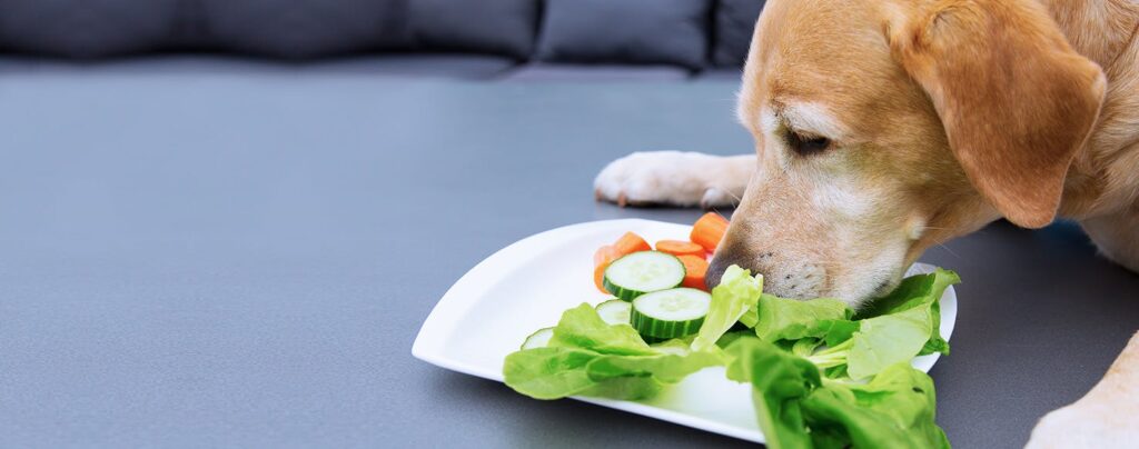 What human food can dogs eat?