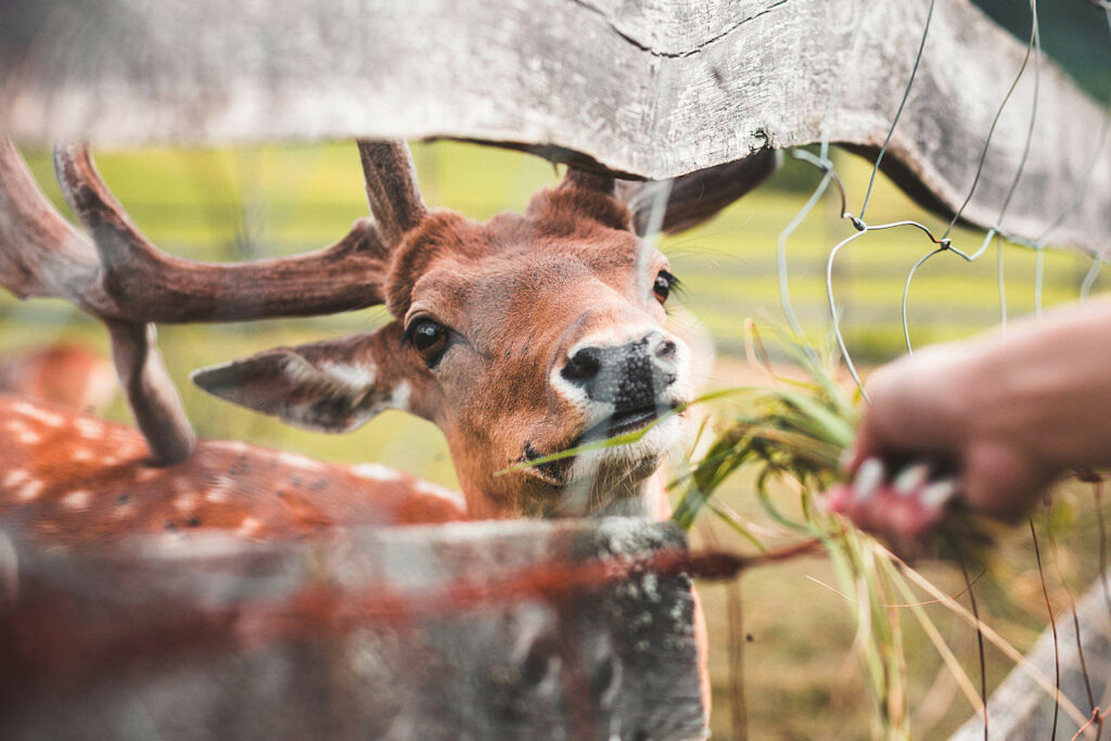 What is the cheapest thing to feed deer?