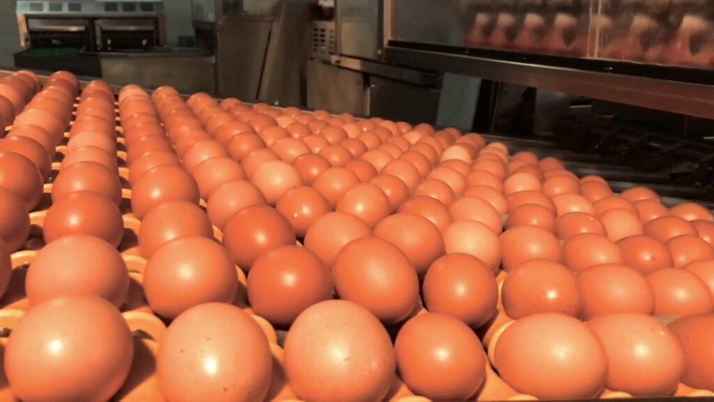 Where do Walmart eggs come from?